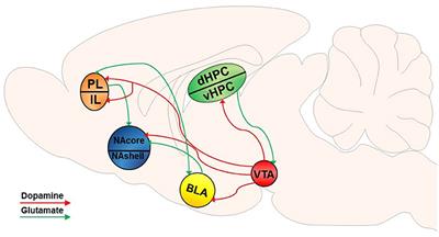The Winding Road to Relapse: Forging a New Understanding of Cue-Induced Reinstatement Models and Their Associated Neural Mechanisms